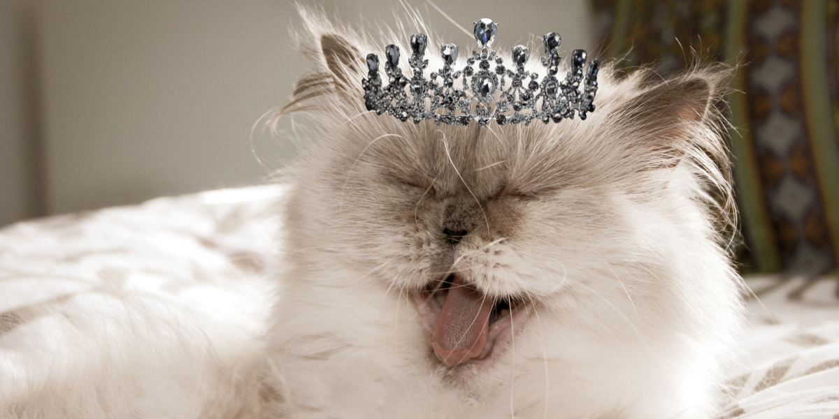 a cat is wearing a tiara on its head .