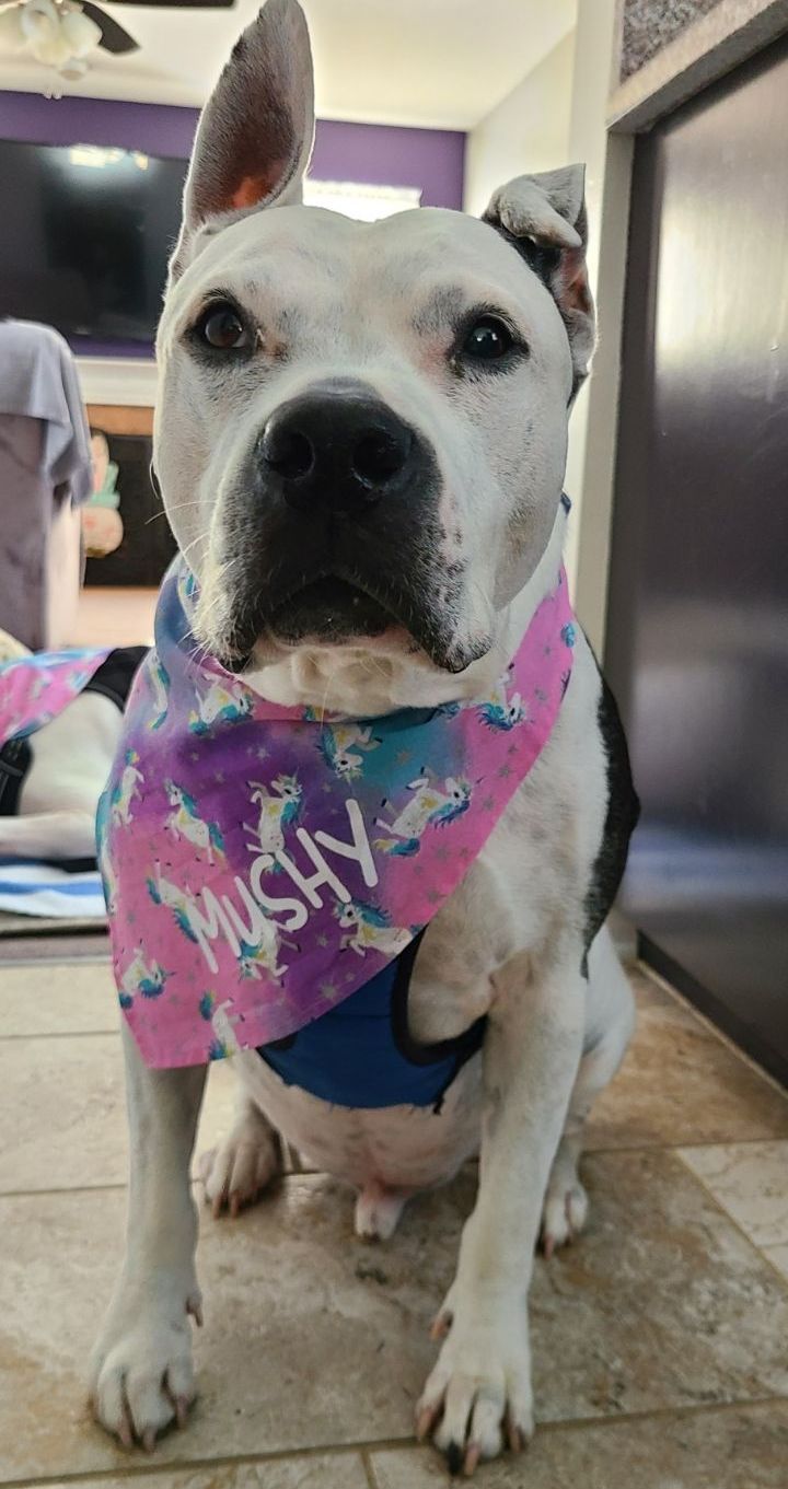 a white and black dog wearing a pink bandana is sitting on the floor .