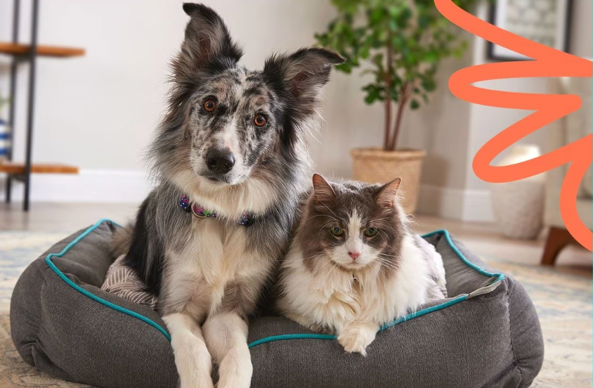 a dog and a cat are sitting on a dog bed .