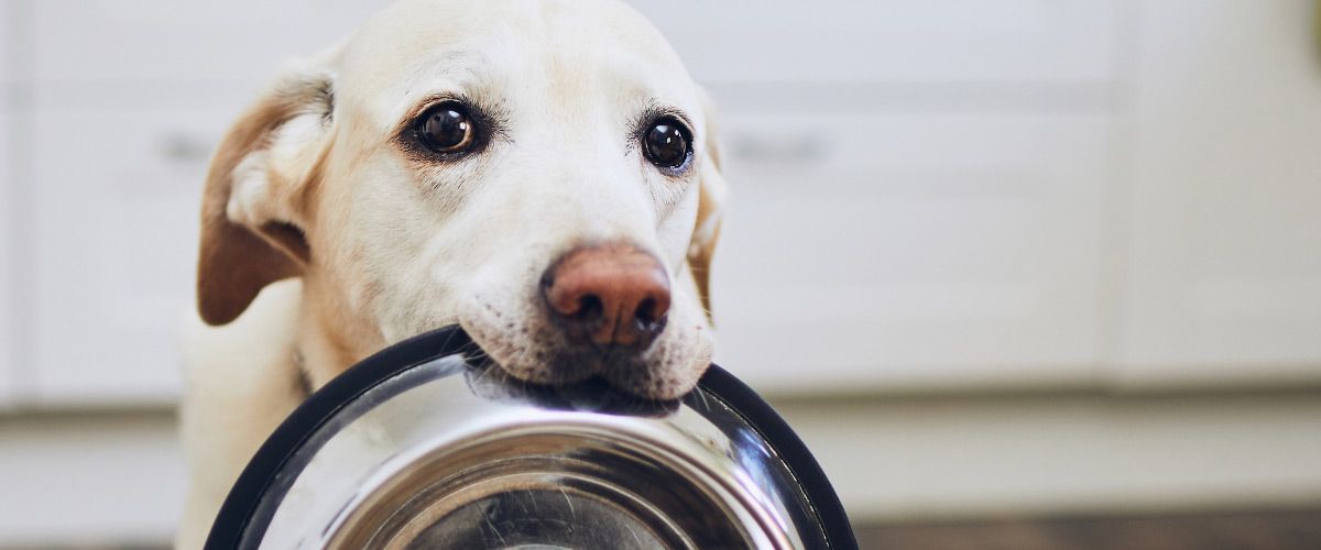The Best Dog Food for Seniors
