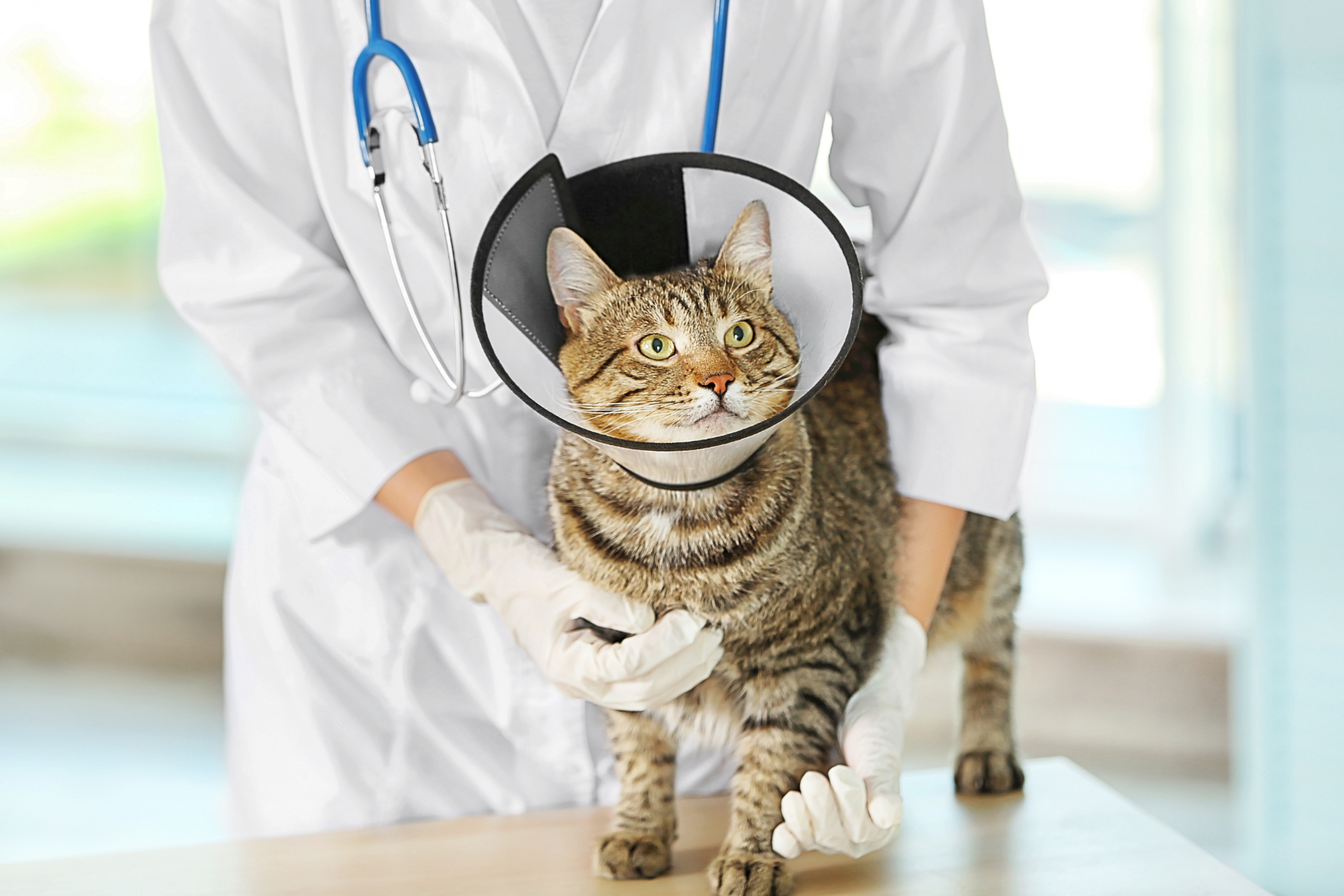 cat with cone at vet