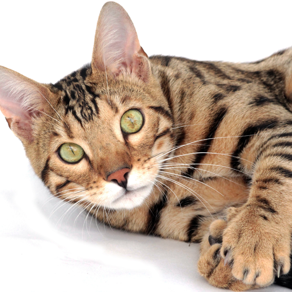 a bengal cat with green eyes is laying down on a white surface