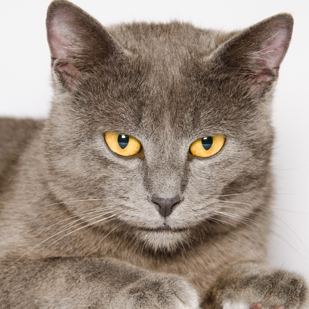 a close up of a gray cat with yellow eyes