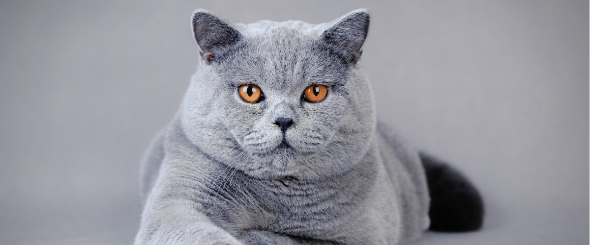 a gray British Shorthair cat with orange eyes is laying down and looking at the camera .