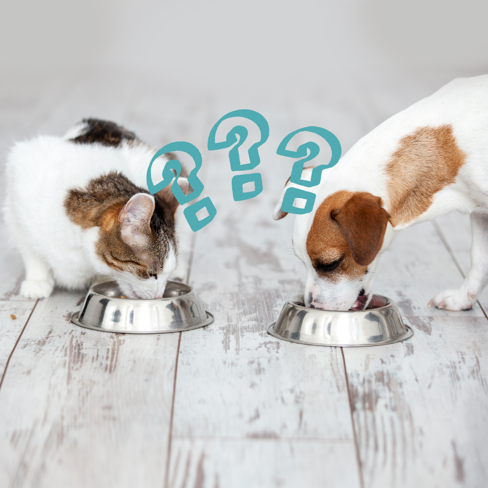 a dog is holding a metal bowl in its mouth .