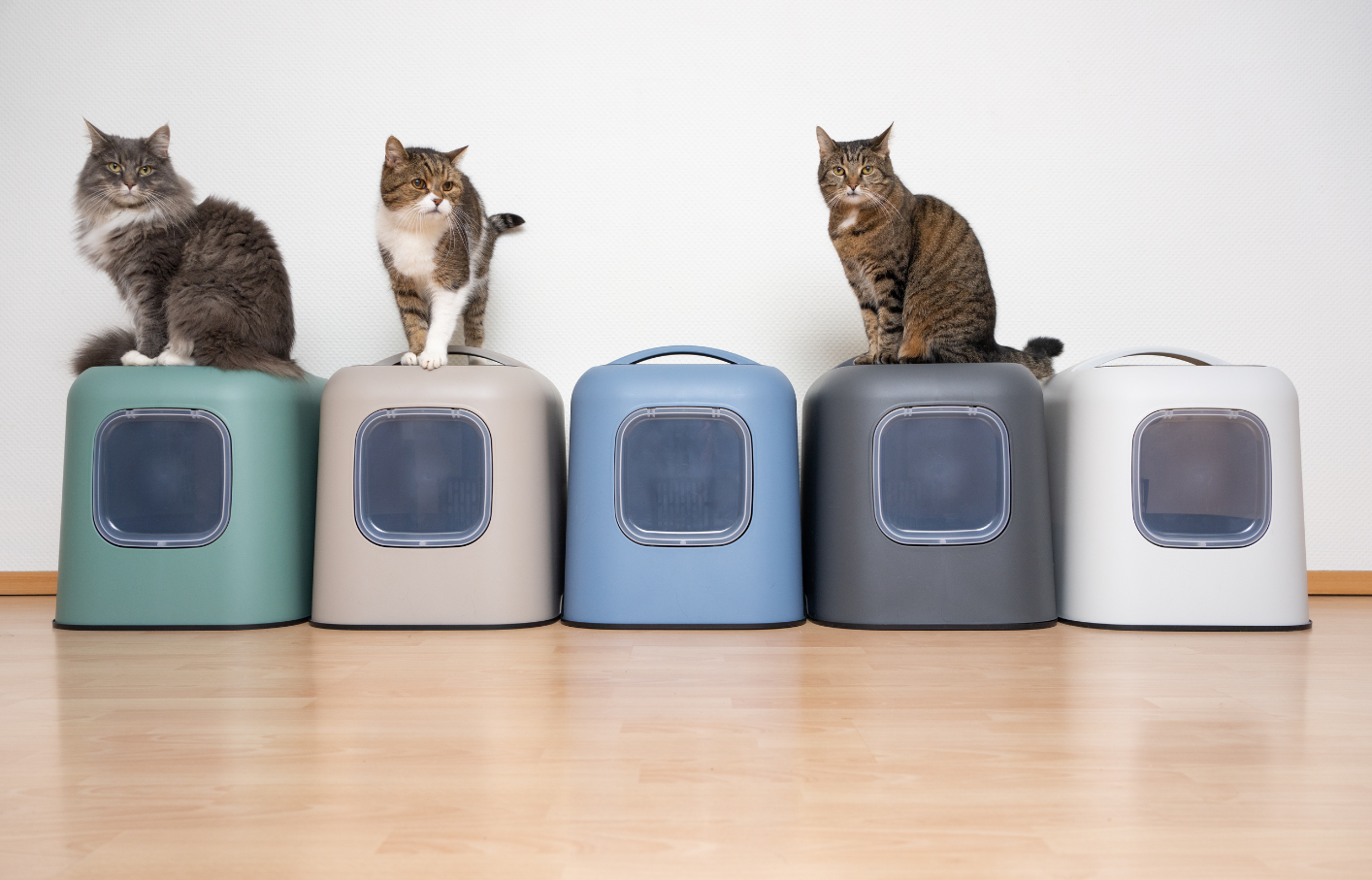 three cats are sitting on top of a row of litter boxes .