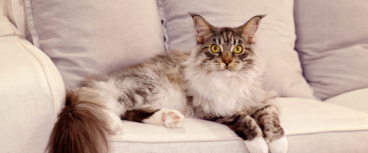a Maine Coon cat is laying on a white couch with pillows .