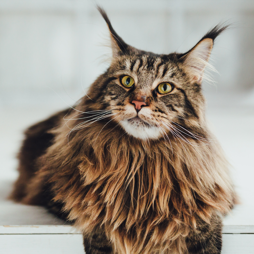 a fluffy cat with yellow eyes is looking at the camera