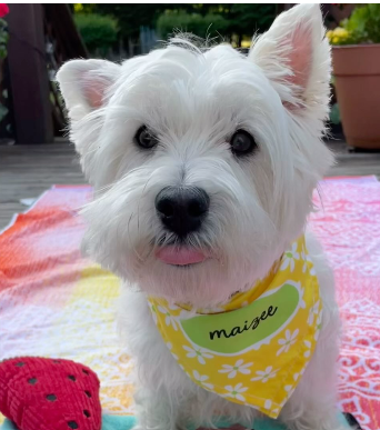 a small white dog wearing a yellow bandana that says maisee