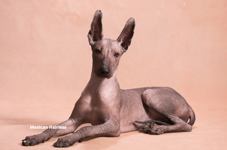 a hairless dog is laying down on a pink background