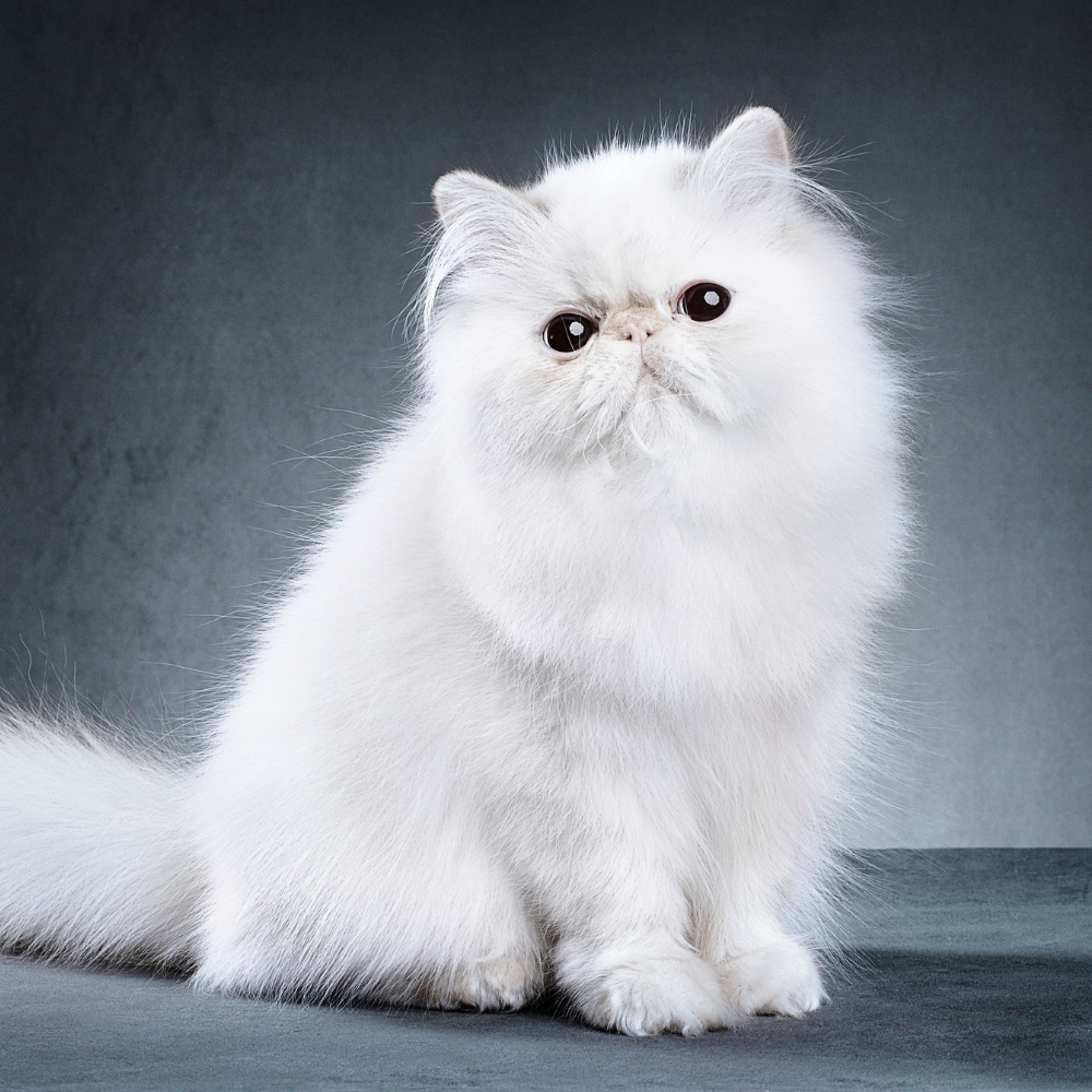 a white persian cat is sitting on a blue surface and looking at the camera .