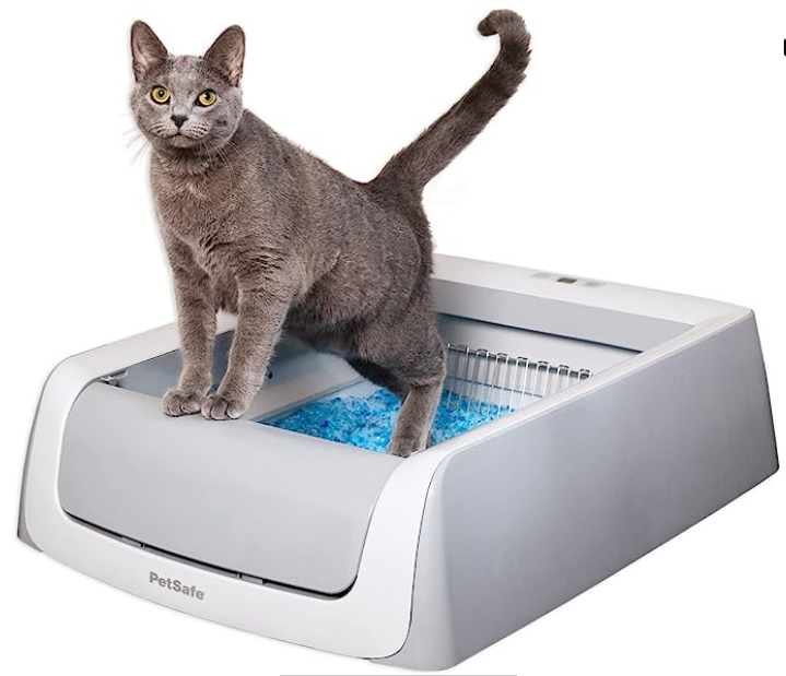 a gray cat is standing on top of a litter box