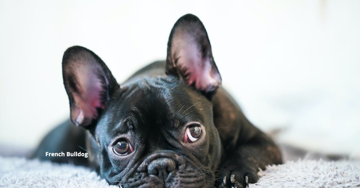 a black french bulldog is laying on a carpet and looking at the camera .