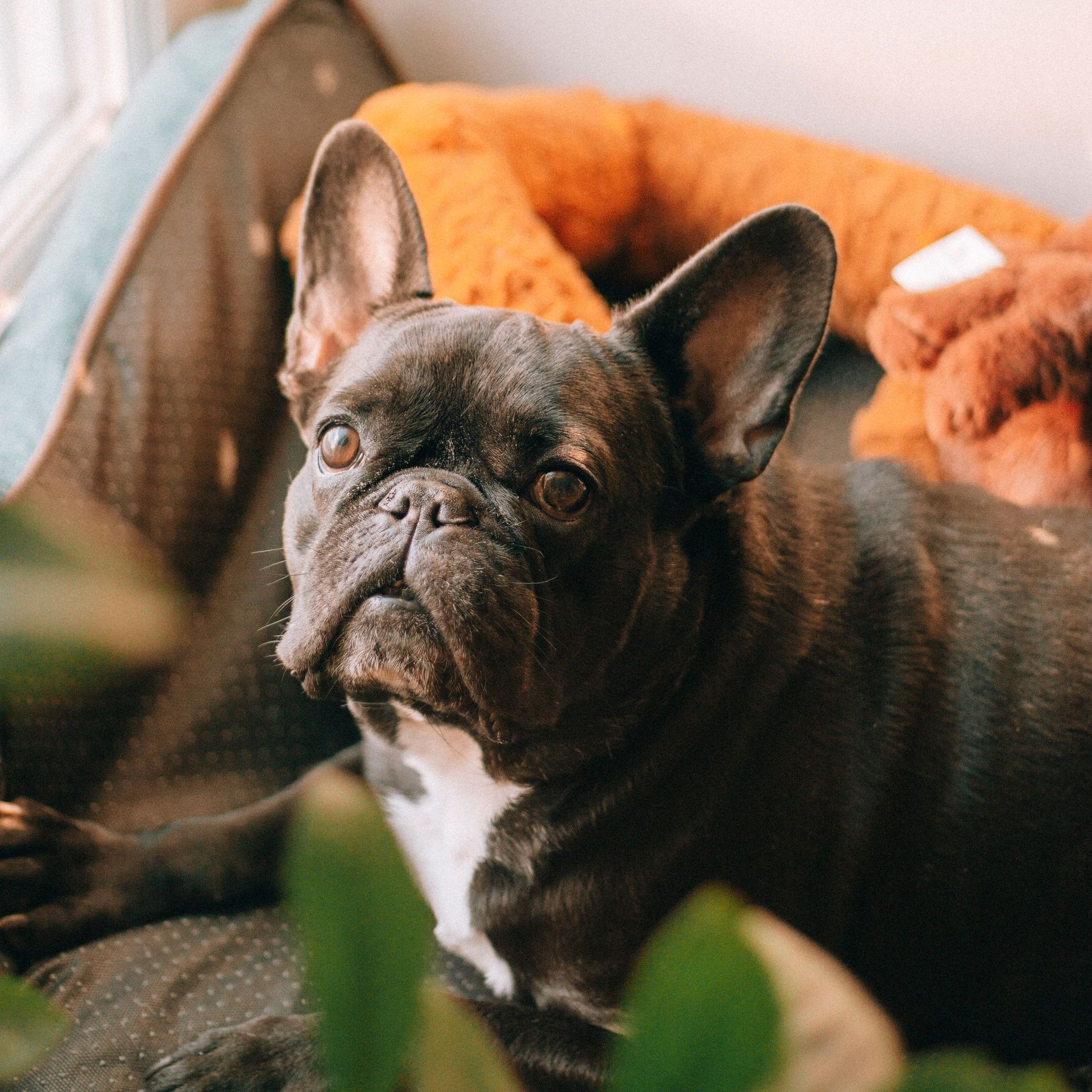 a french bulldog laying in a dog bed looking at the camera