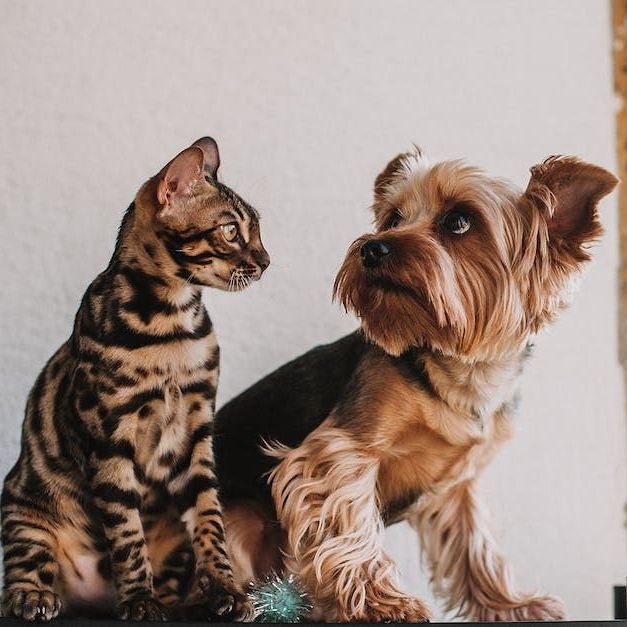 a woman is holding a small dog while sitting at a table with a laptop .