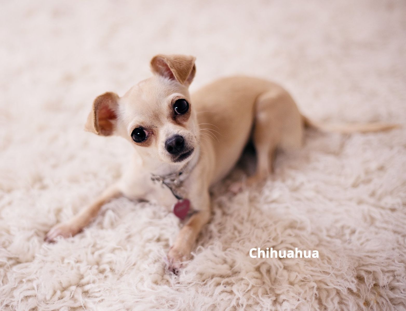 a small chihuahua dog is laying on a white carpet .