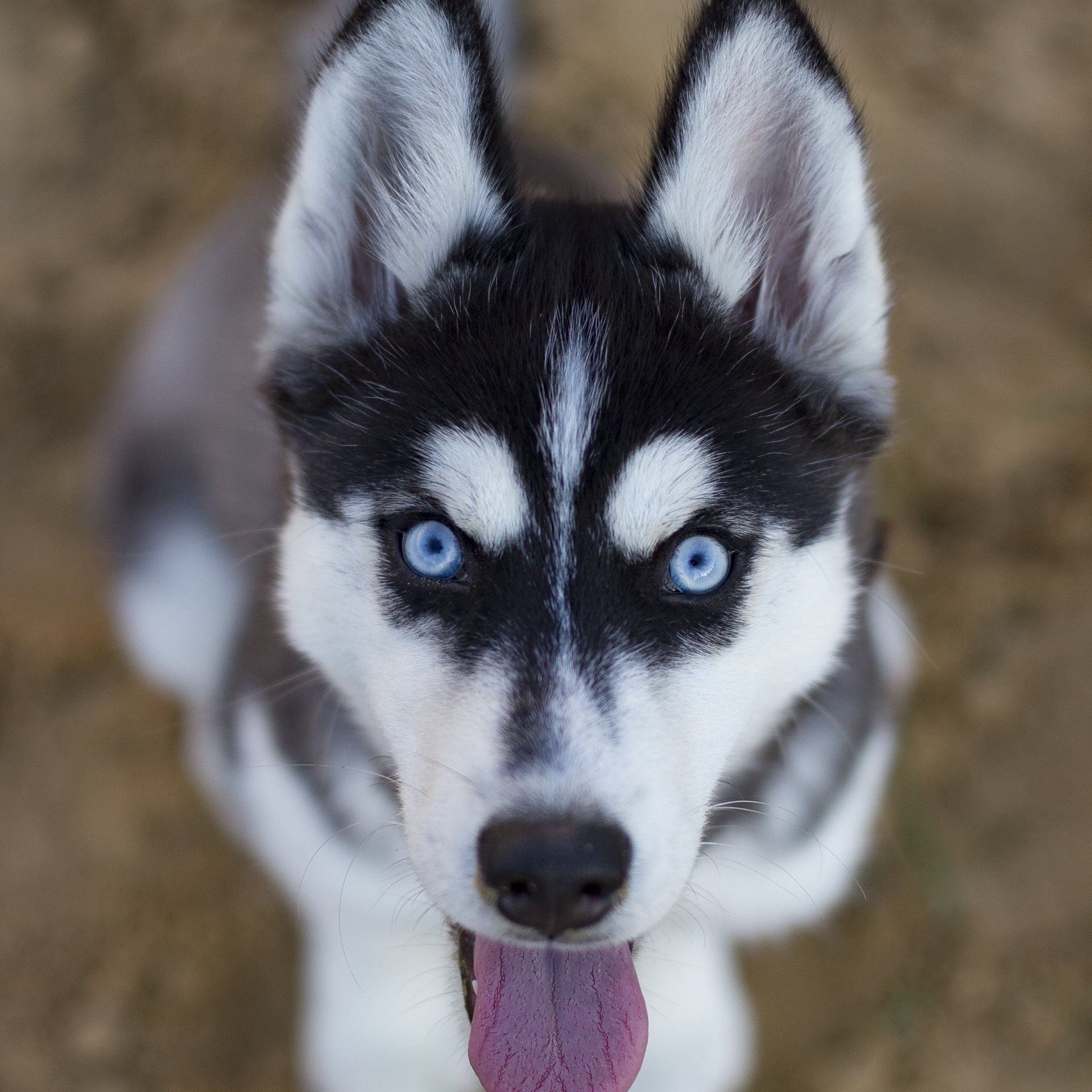 a close up of a husky dog with blue eyes