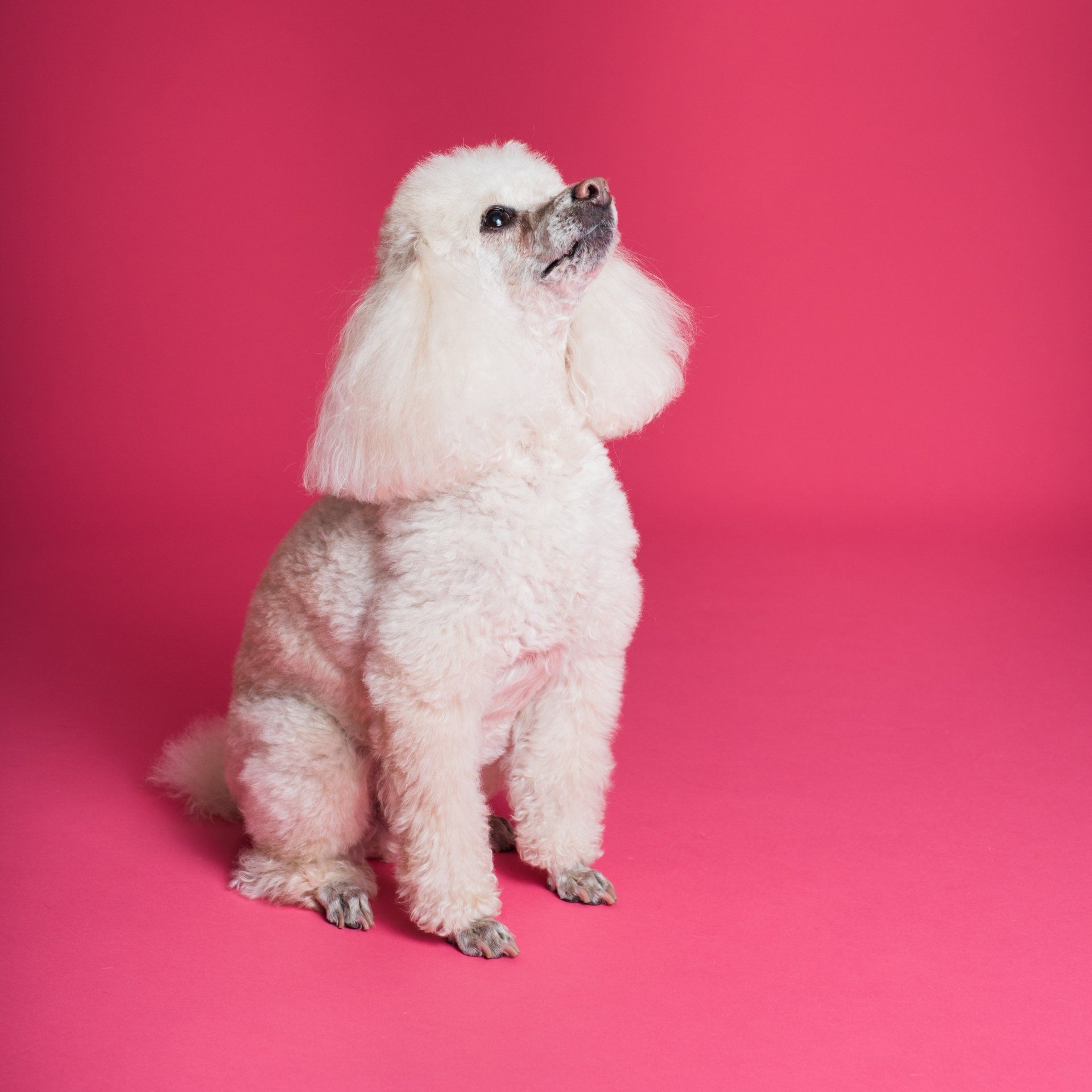 a white poodle is sitting on a pink background and looking up .