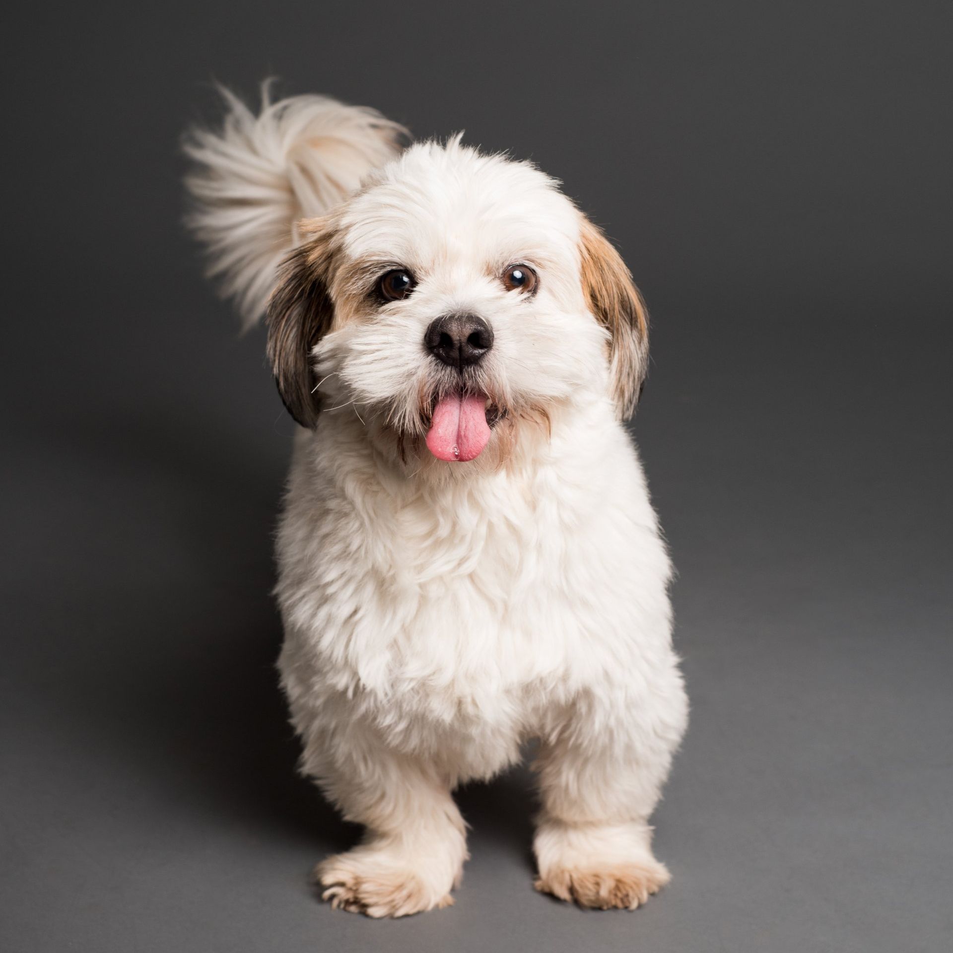 a small white and brown dog with its tongue hanging out is standing on a gray background .