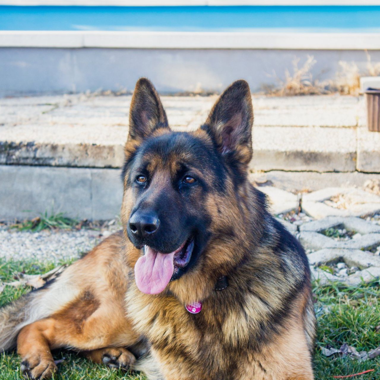 a german shepherd dog is laying in the grass with its tongue hanging out .