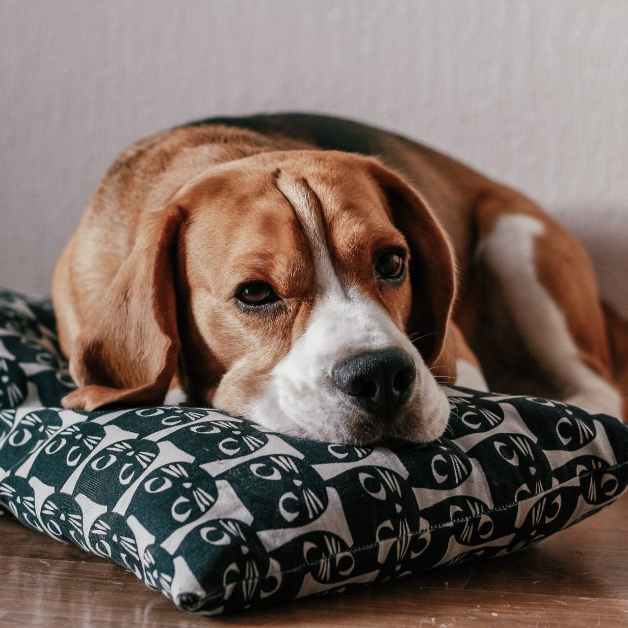 a brown and white dog laying on a black and white pillow