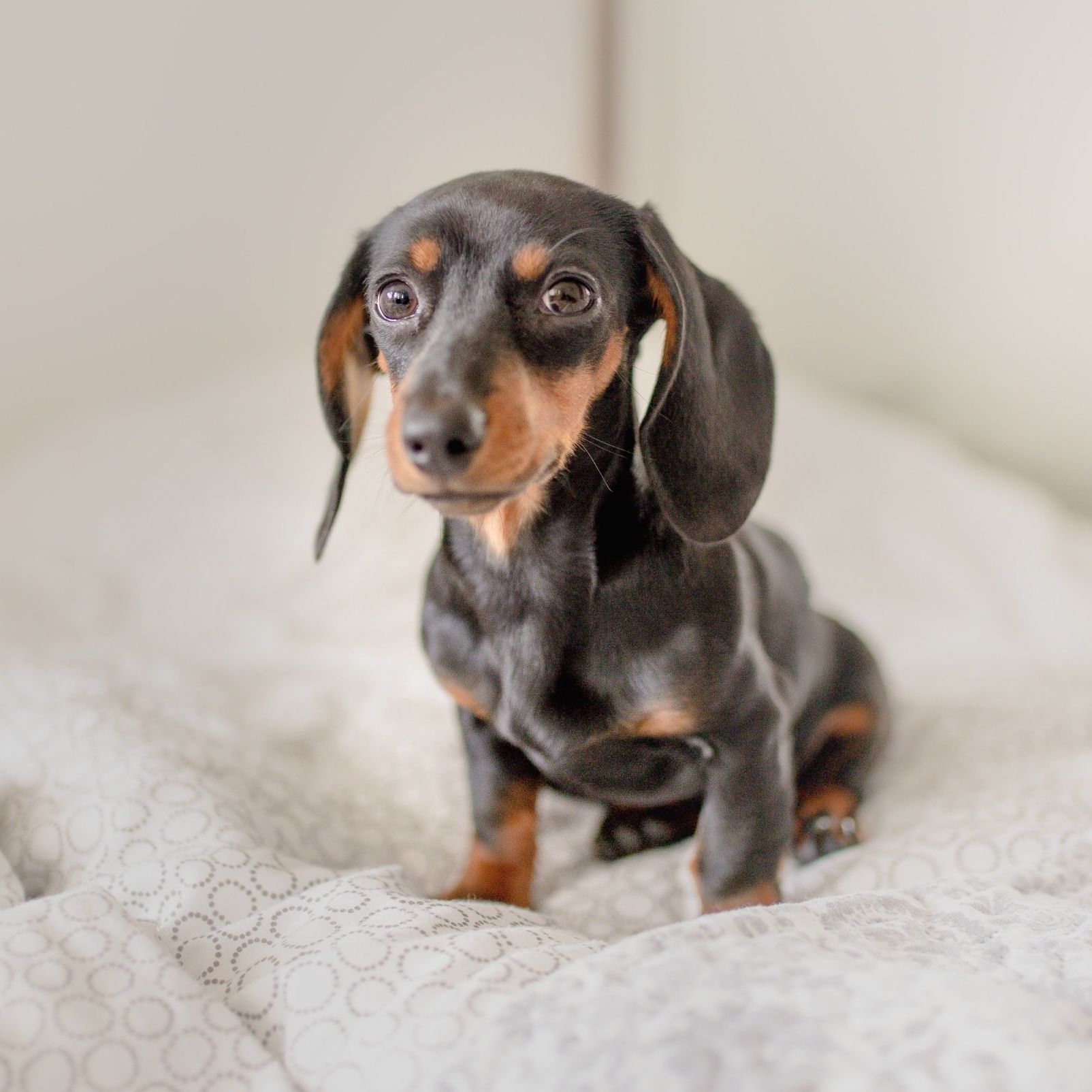 a black and tan dachshund is sitting on a bed looking at the camera .