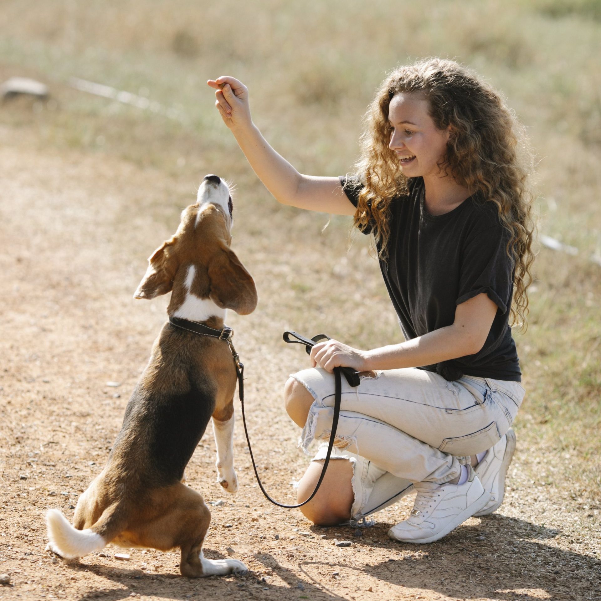 A woman is kneeling down to feed a beagle on a leash.