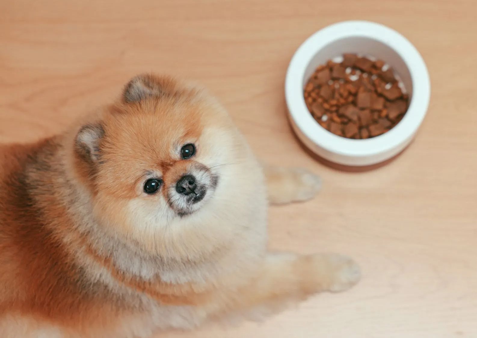 The Best Dog Food for Seniors
