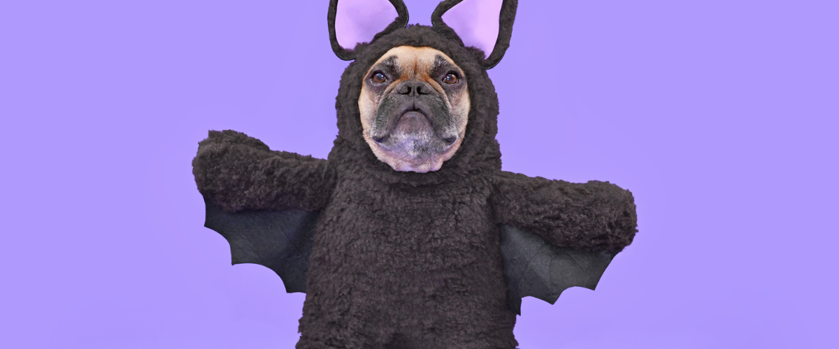 dog in bat costume
