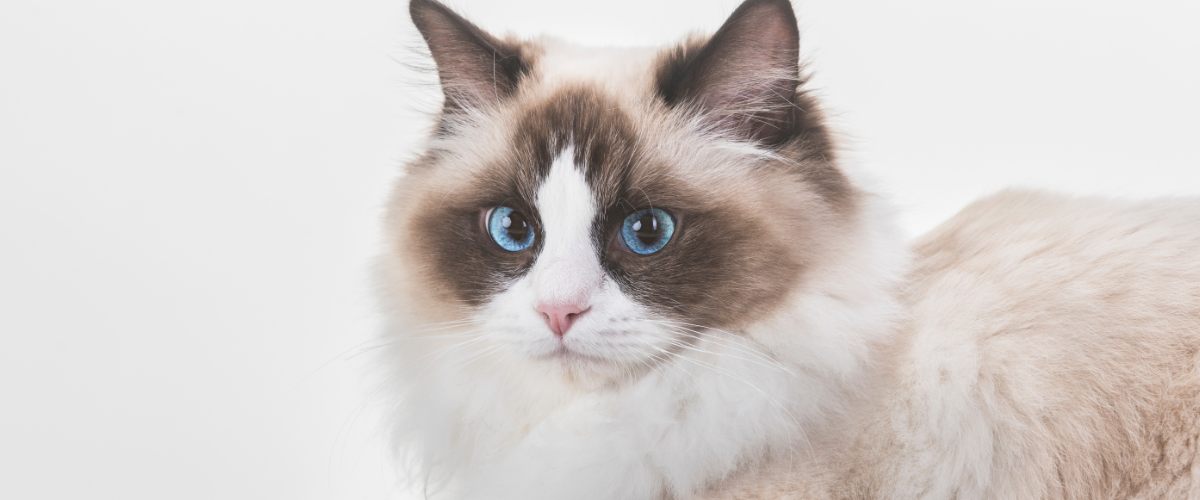 a Ragdoll cat with blue eyes is laying on the floor .