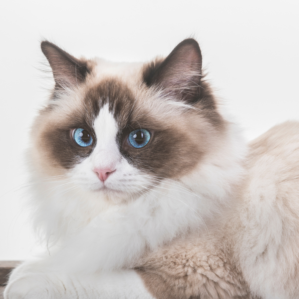 a brown and white cat with blue eyes is looking at the camera .