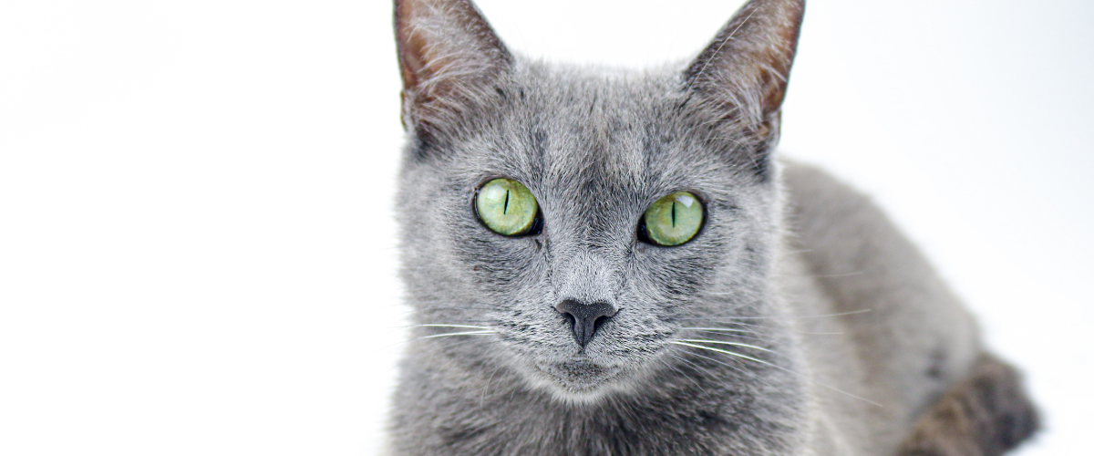 a close up of a gray cat with green eyes looking at the camera .