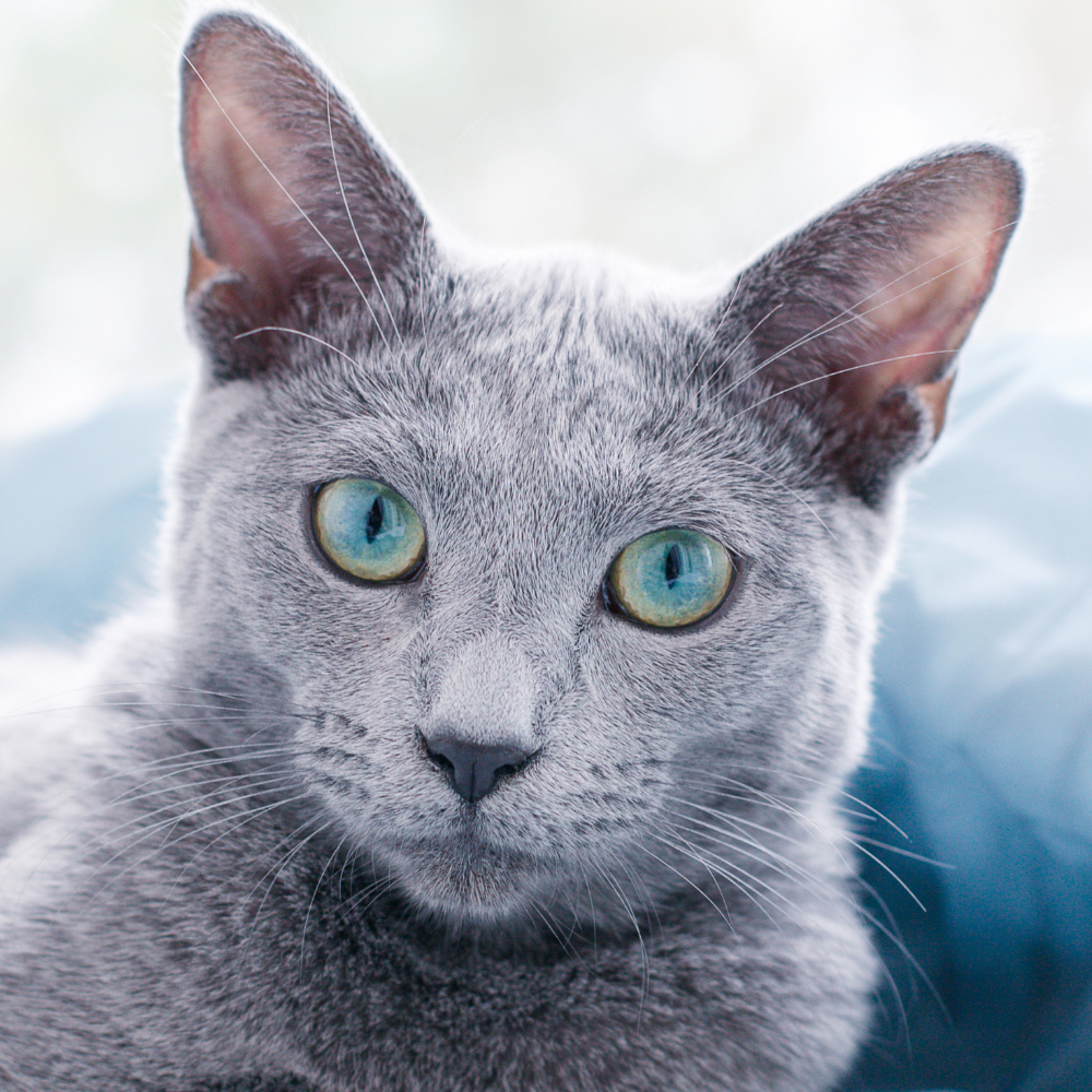 a close up of a gray cat with blue eyes looking at the camera .