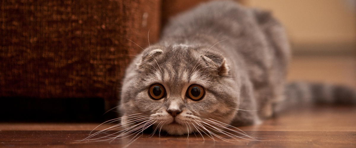 a scottish fold cat is laying on the floor and looking at the camera .