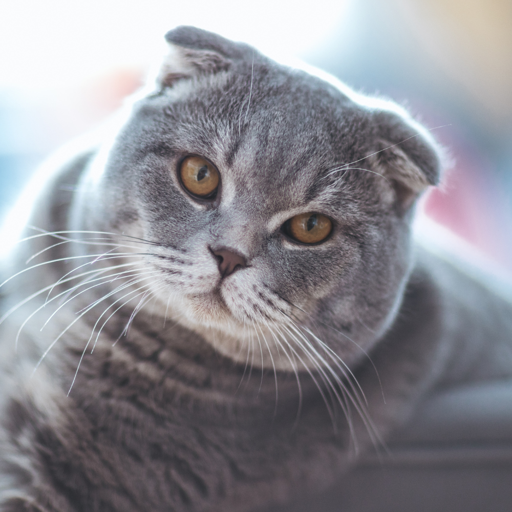 a close up of a scottish fold cat looking at the camera