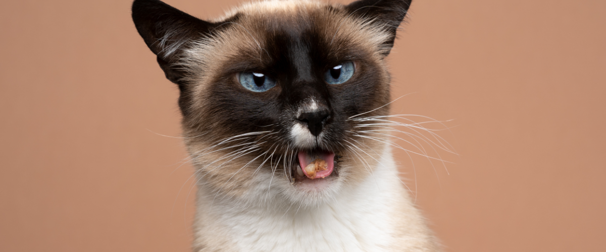 a siamese cat with blue eyes is sticking its tongue out .