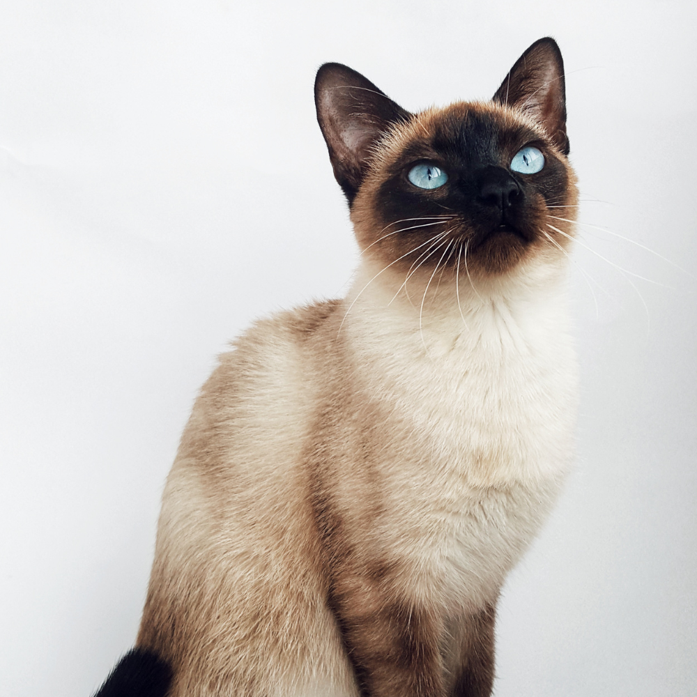 a siamese cat with blue eyes is looking up at the camera