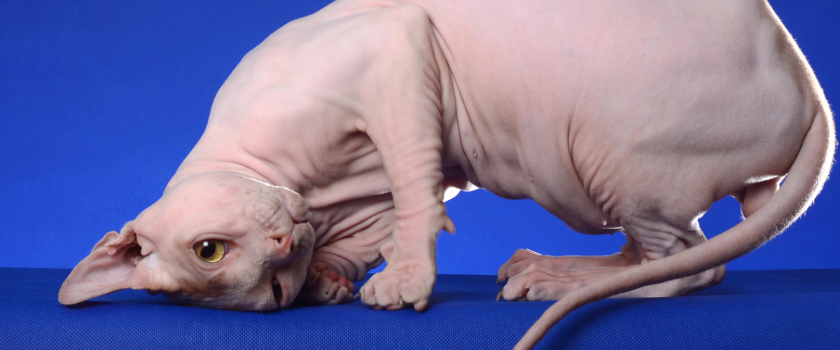 a hairless cat is sniffing something on a blue surface .