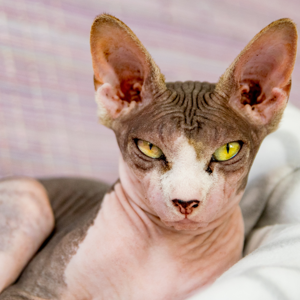 a close up of a hairless cat with yellow eyes
