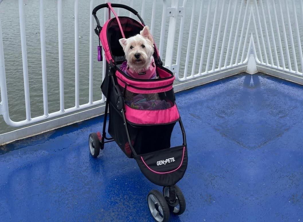 Tips for Using a Dog Stroller Effectively