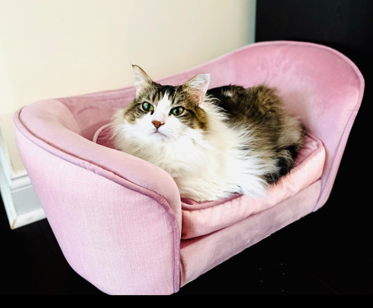 a cat laying on a pink couch looking at the camera