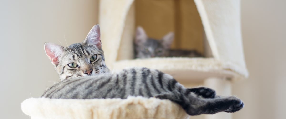 a cat is laying on top of a cat tree .