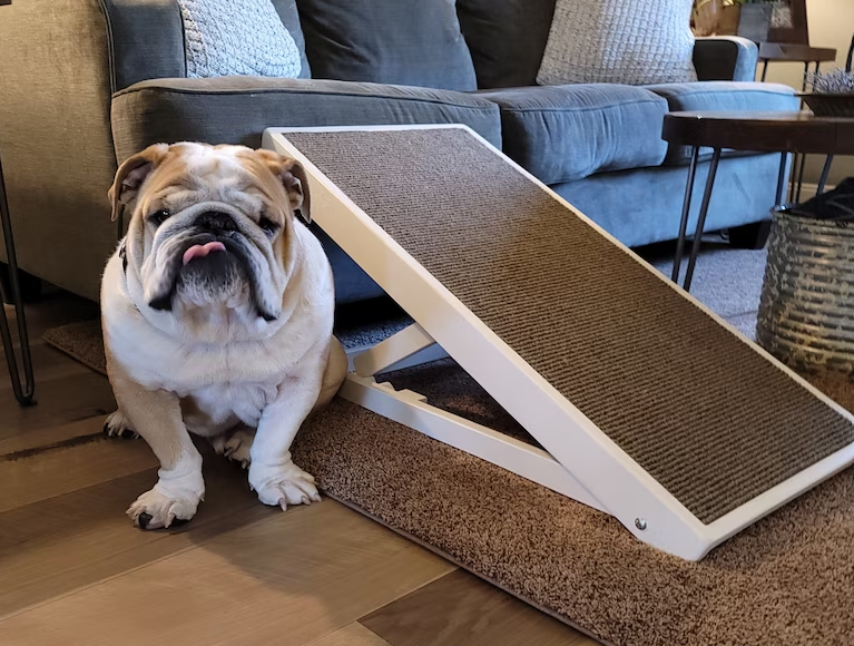 a bulldog is sitting next to a dog ramp in a living room .
