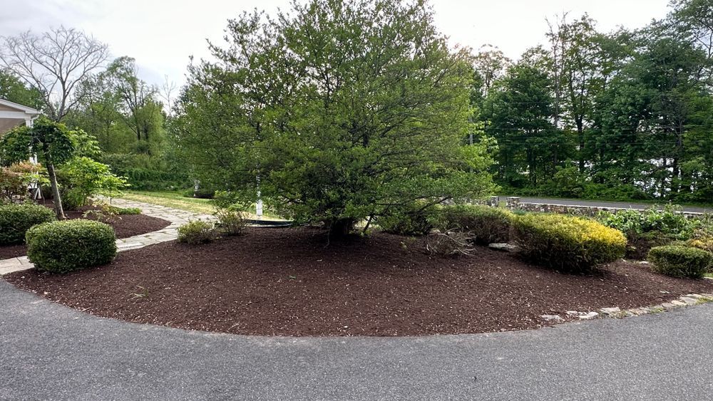 A landscaped yard with a large, green tree as the focal point, surrounded by mulch and smaller bushes.