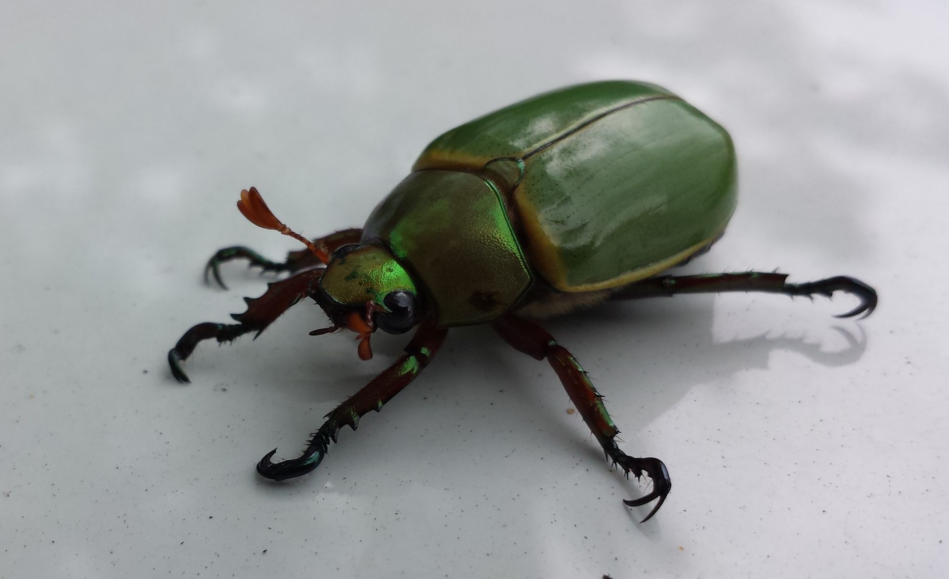 Beetle Control Midlothian, TX