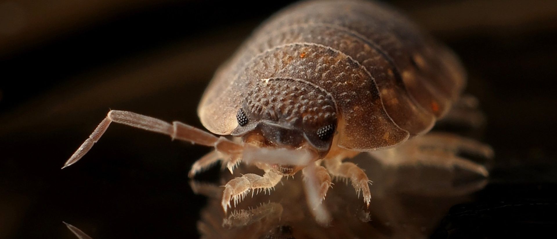 A close up of a bug on a black surface | Texas | Tom Samples Pest Control