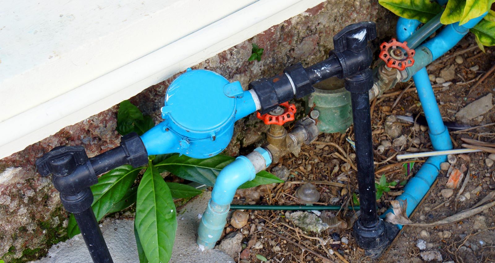 Water Pipes Near Plants — Ramona, CA — Rooter-Man Plumbers Of San Diego