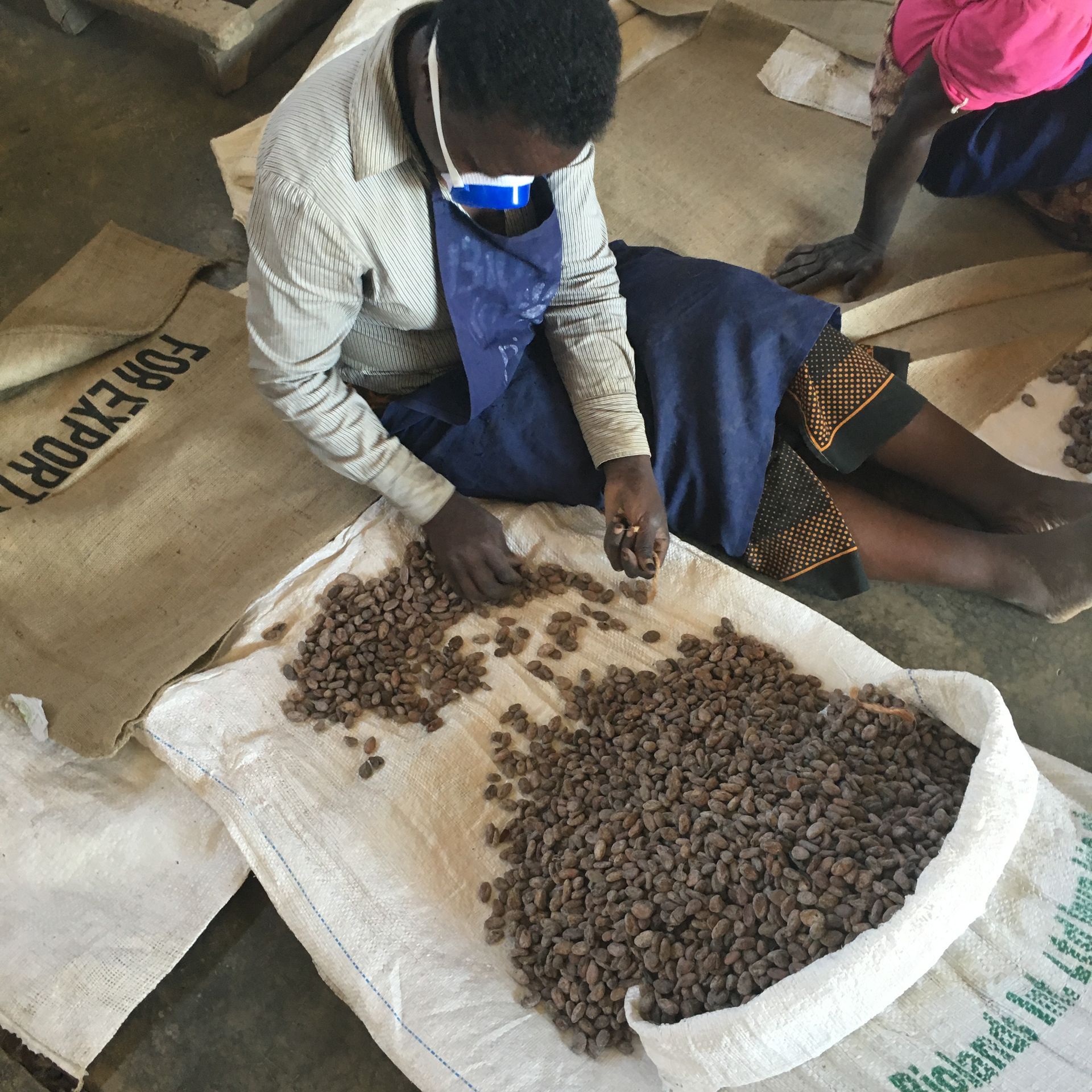 sorteren van cacoabonen in tanzania