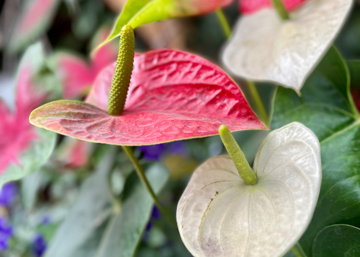 Primer plano de flores de anturio rojas, rosadas y blancas con tallos y hojas verdes.