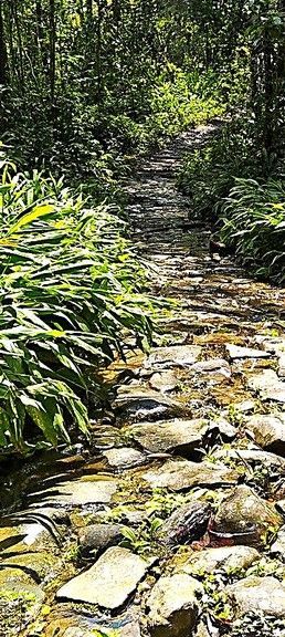 Un camino de piedra serpentea a través de un frondoso bosque, con la luz del sol filtrándose a través de los árboles.
